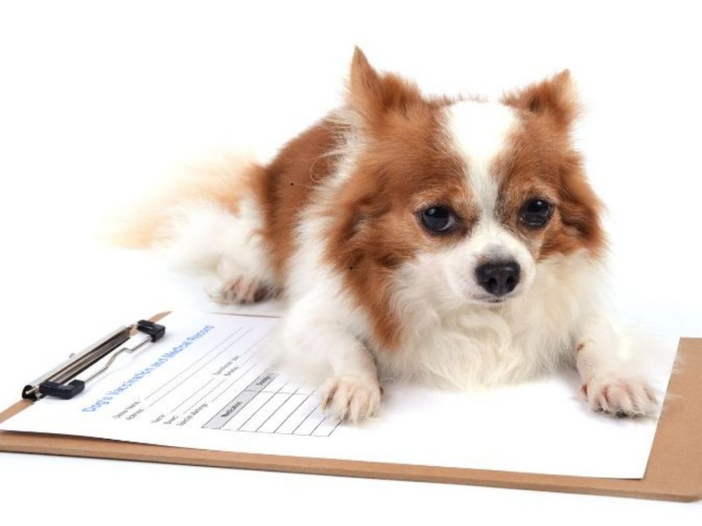 pet documents you need for renting a house in uk