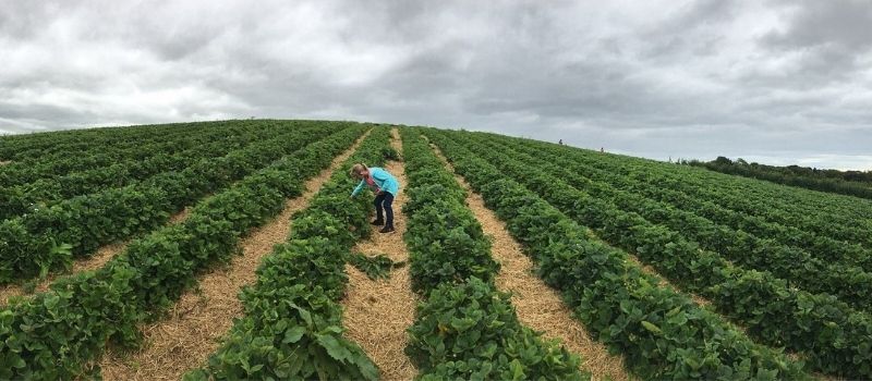 Charleton Fruit Farm